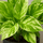 Scindapsus Marble Queen Ø:12 H:20 cm