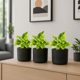 Scindapsus Marble Queen 3er Set