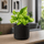 Scindapsus Marble Queen Ø:12 H:20 cm