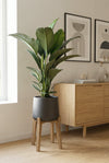 Spathiphyllum Sensation