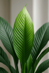 Spathiphyllum Sensation Ø:24 H:150 cm