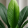 Spathiphyllum Sensation Ø:24 H:150 cm