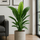 Spathiphyllum Sensation Ø:24 H:150 cm