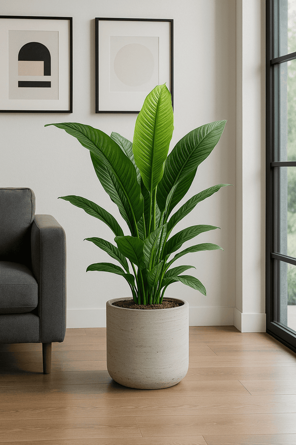 Spathiphyllum Sensation Ø:24 H:150 cm