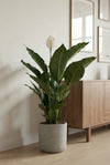 Spathiphyllum Sweet Sebastiano
