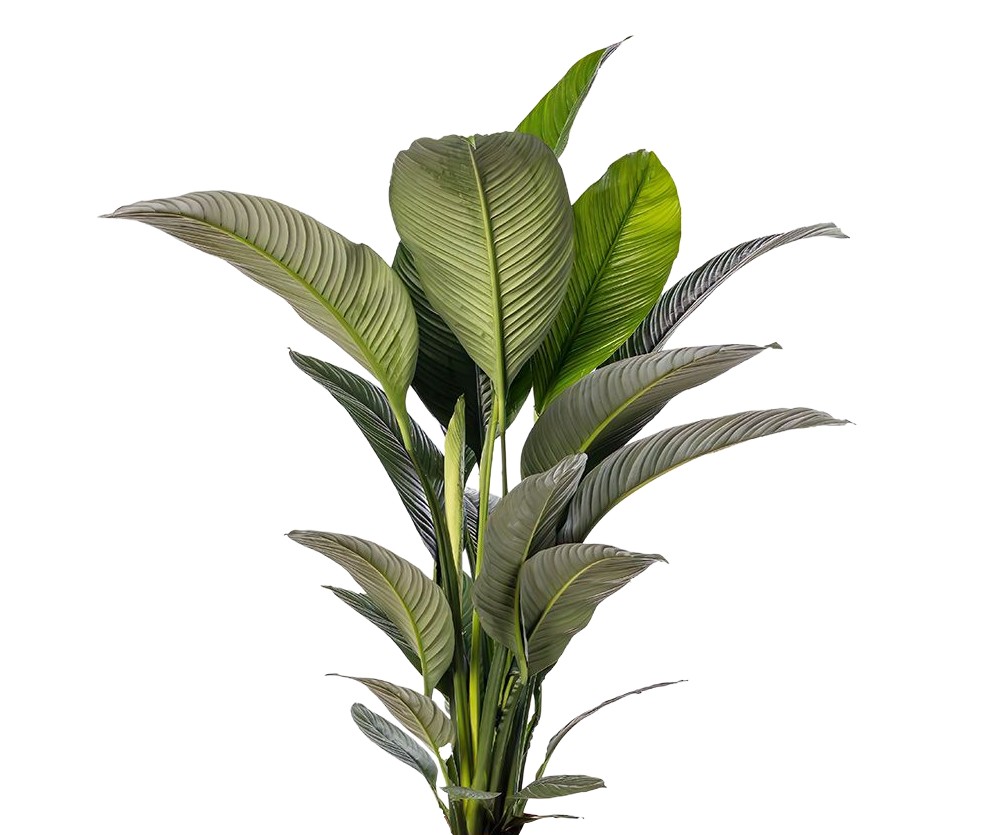 Spathiphyllum Sensation