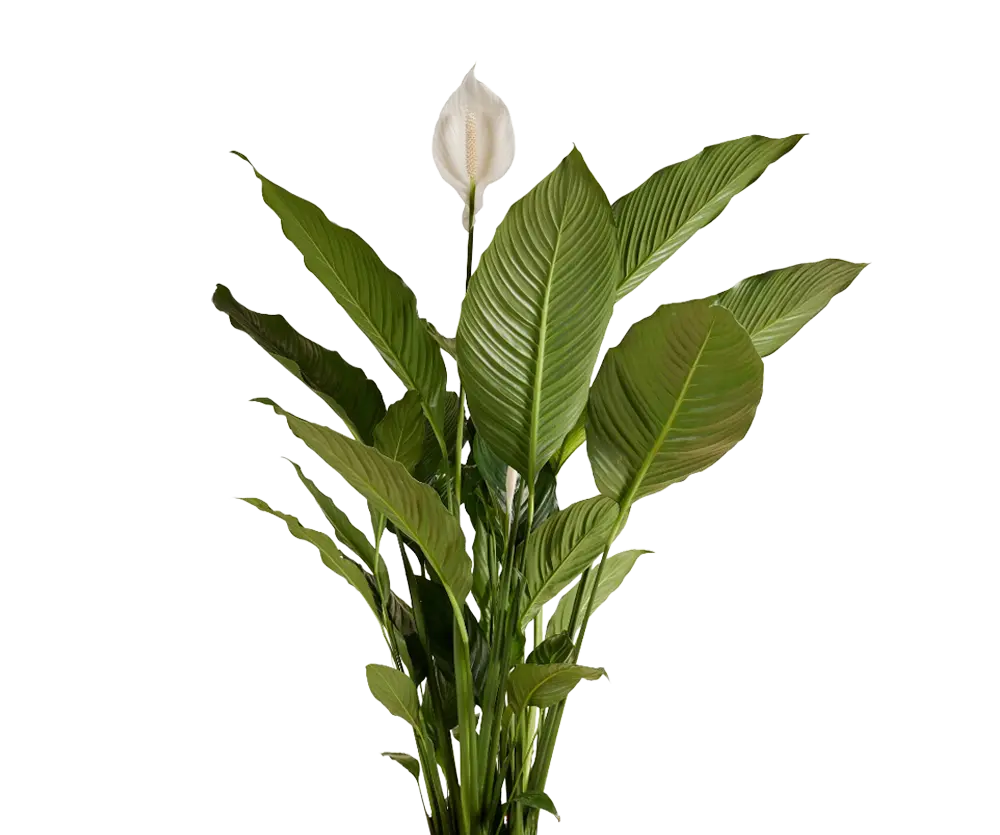 Spathiphyllum Sweet Sebastiano