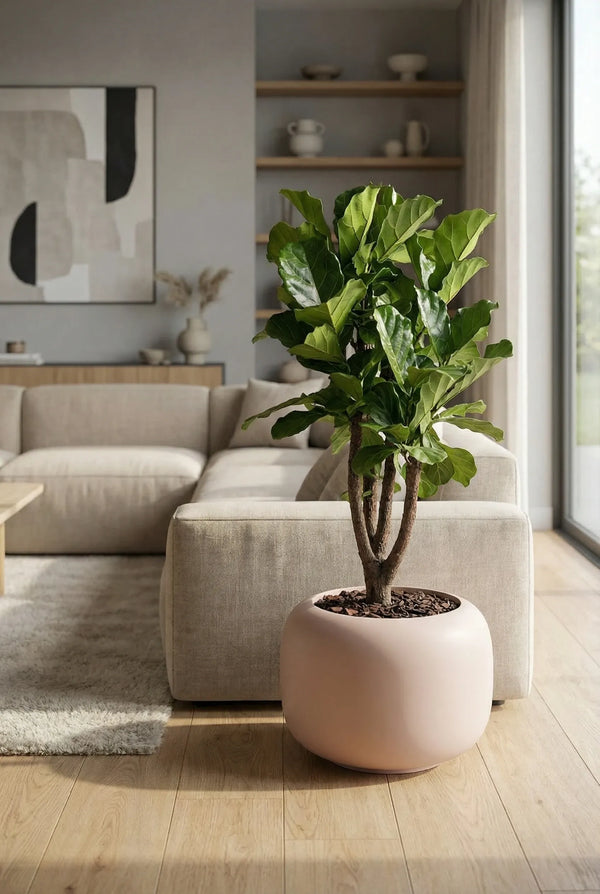 Blumentopf Sphere Low Puderrosa aus Fiberglas