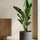 Strelitzia nicolai - Finestgreen