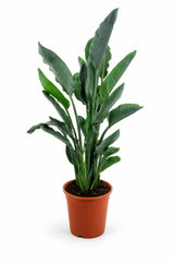 Strelitzia Reginae - Paradiesvogelblume