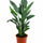 Strelitzia Reginae - Paradiesvogelblume