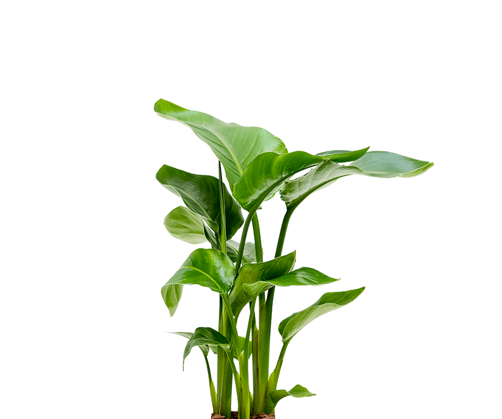 Strelitzia nicolai