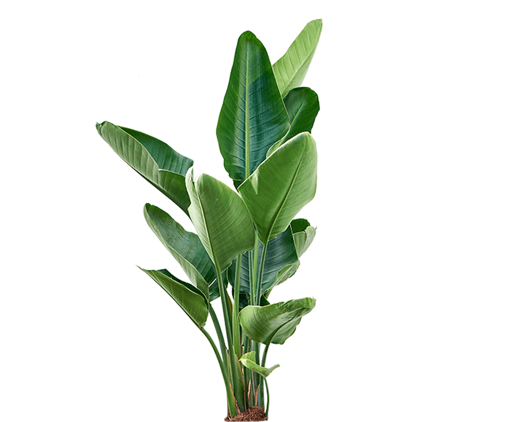 Strelitzia nicolai