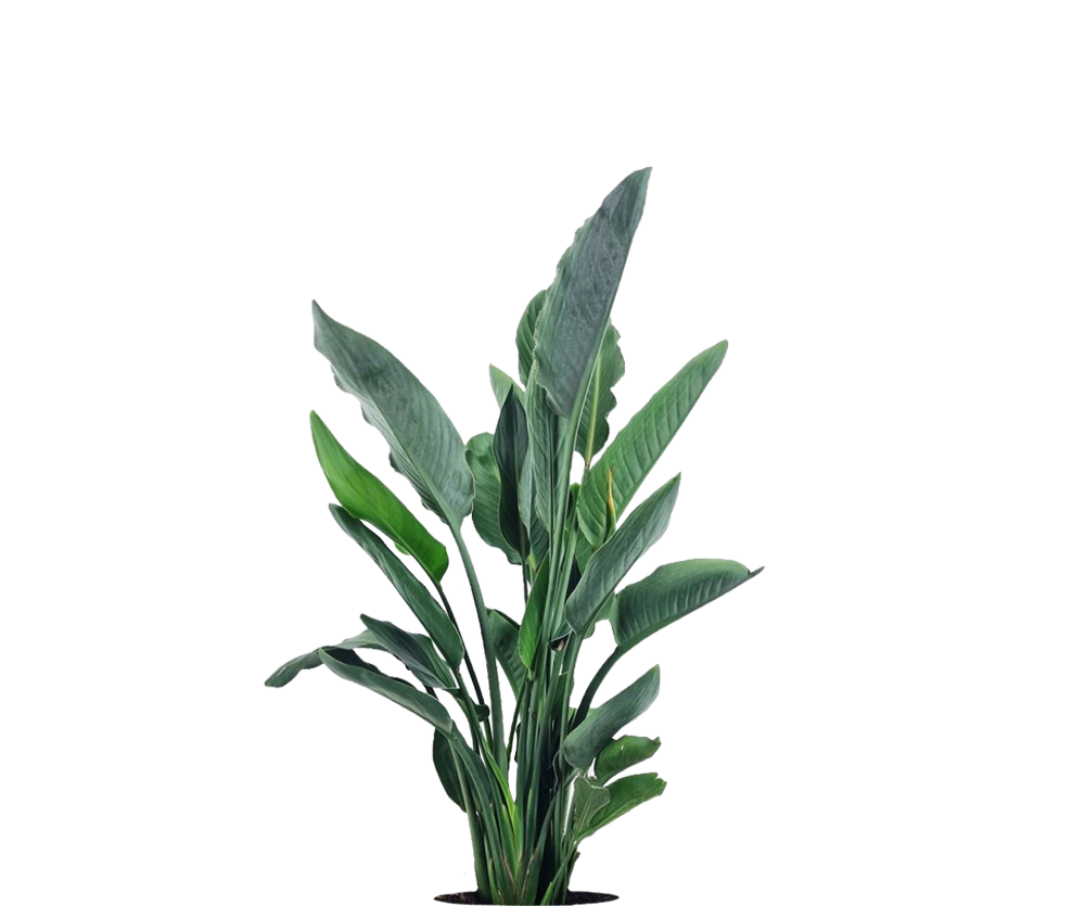 Strelitzia Reginae Ø:24 H:80 cm