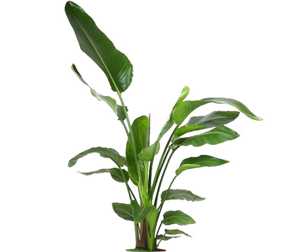 Strelitzia nicolai Ø:27 H:140 cm