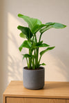 Strelitzia nicolai