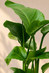 Strelitzia nicolai