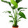 Strelitzia nicolai