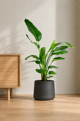 Strelitzia nicolai - Finestgreen