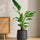 Strelitzia nicolai - Finestgreen