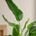 Strelitzia nicolai - Finestgreen