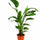 Strelitzia nicolai - Finestgreen