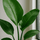 Strelitzia nicolai Ø:27 H:140 cm