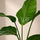 Strelitzia nicolai