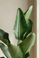 Strelitzia nicolai - Finestgreen