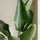 Strelitzia nicolai - Finestgreen