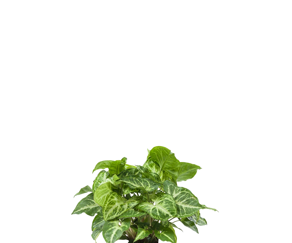 Pfeilblatt - Syngonium Arrow