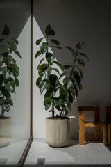 Pflanzkübel Madoka Beige aus Zement & Bambus Pflanzkorb bepflanzt mit Ficus Elastica