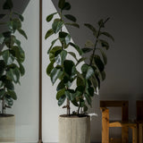 Pflanzkübel Madoka Beige aus Zement & Bambus Pflanzkorb bepflanzt mit Ficus Elastica