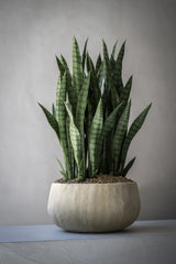 Pflanzschale Aya Beige aus Zement & Bambus Pflanzkorb mit sansevieria bepflanzt