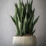Pflanzschale Aya Beige aus Zement & Bambus Pflanzkorb mit sansevieria bepflanzt