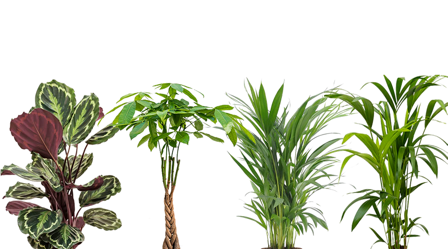 4er Pflanzenset Tierfreundlich