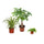 Tierfreundliches Trio: Grünlilie (Chlorophytum comosum), Glückskastanie (Pachira aquatica) und Peperomia im Kulturtopf Ø 10–12 cm – freigestellt