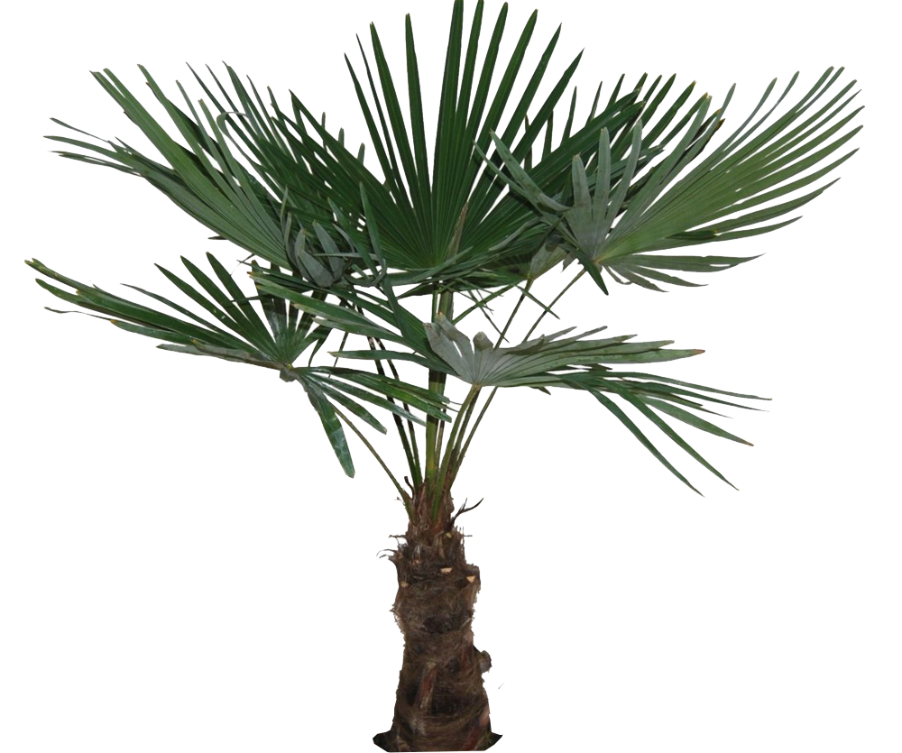 Trachycarpus fortunei Ø:27 H:140 cm