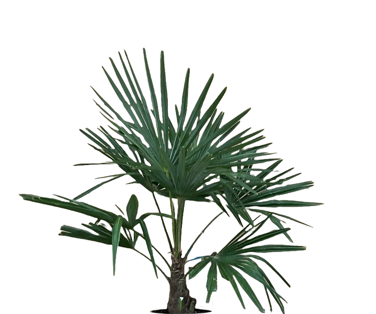 Trachycarpus fortunei Ø:24 H:100 cm