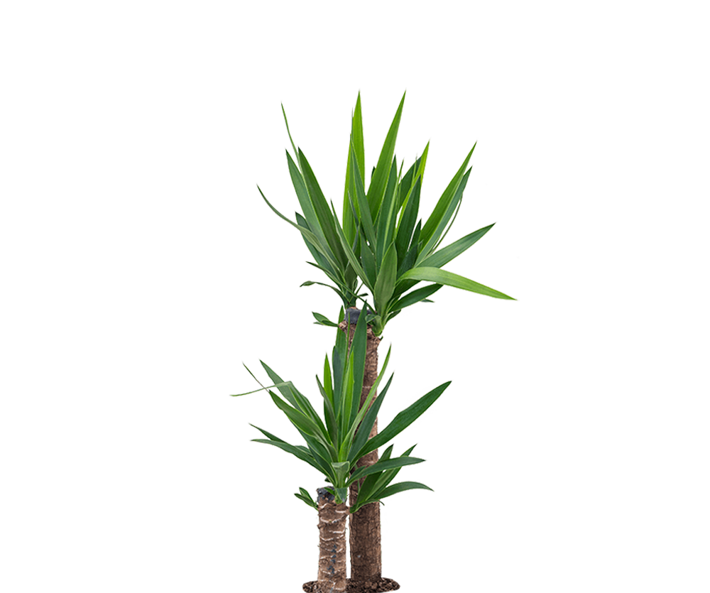 Palmlilie - Yucca Ø:17 H:80 cm