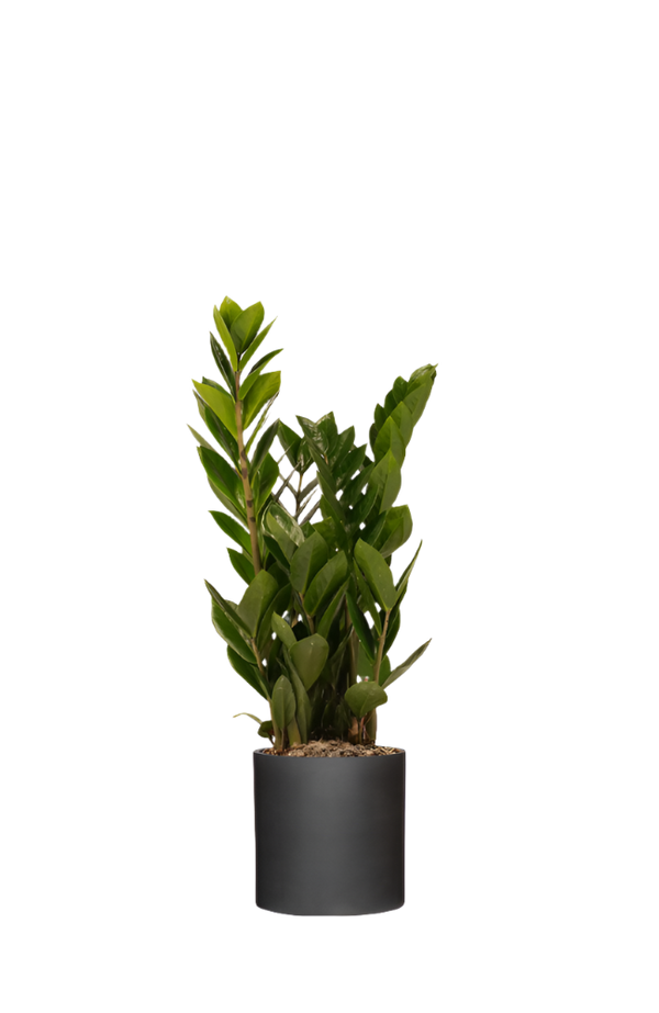 Glücksfeder - Zamioculcas Ø:14 H:50 cm