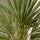 Chamaerops Humilis - Zwergpalme - Finestgreen