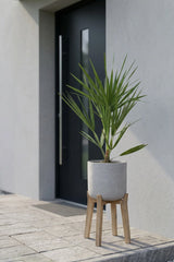 Chamaerops Humilis Zwergpalme kaufen — mediterrane Palme für Balkon und Garten