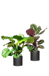 Calathea Set - Orbifolia & Medallion