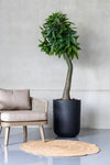 Pachira Kunstpflanze L 170cm