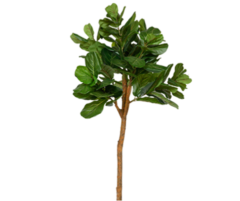 Ficus Lyrata Geigenfeige Künstlich H: 150cm