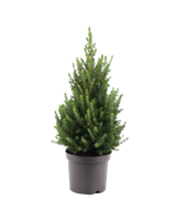 Picea Glauca December - Zwergfichte Ø:26 H:90 cm