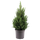 Picea Glauca December - Zwergfichte Ø:26 H:90 cm