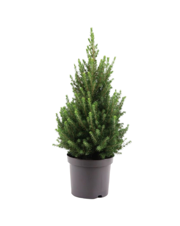 Picea Glauca December - Zwergfichte Ø:26 H:90 cm