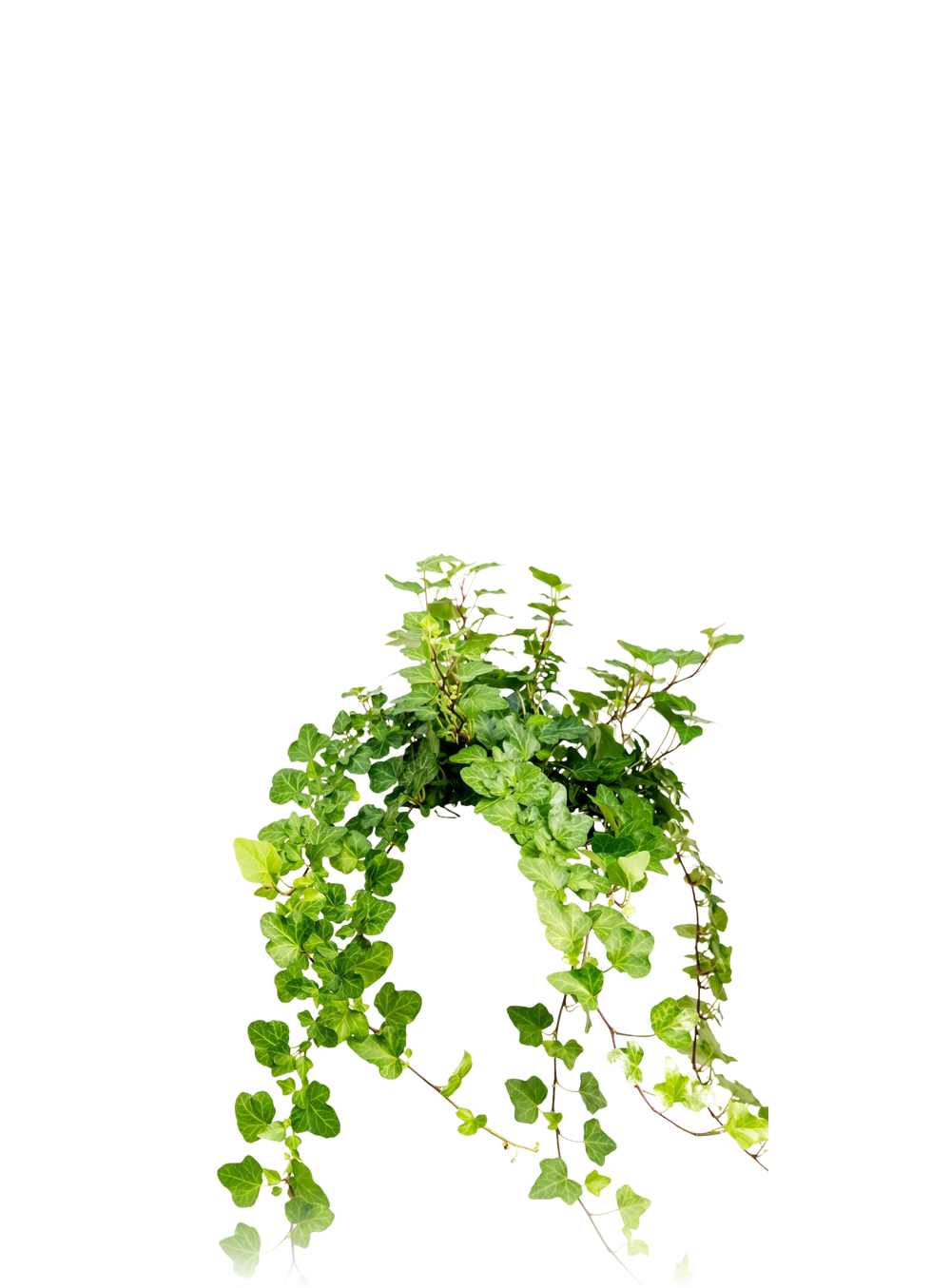 Efeu - Hedera Helix Wonder